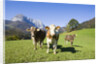 Cows in Alpine Meadow by Anonymous