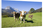 Cows in Alpine Meadow by Anonymous