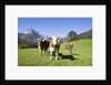 Cows in Alpine Meadow by Anonymous
