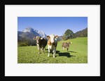 Cows in Alpine Meadow by Anonymous