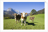 Cows in Alpine Meadow by Anonymous