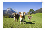 Cows in Alpine Meadow by Anonymous
