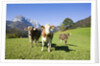 Cows in Alpine Meadow by Anonymous