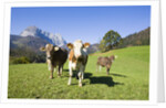 Cows in Alpine Meadow by Anonymous