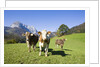 Cows in Alpine Meadow by Anonymous
