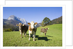 Cows in Alpine Meadow by Anonymous