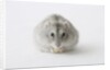 Hamster eating food by Anonymous