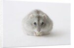 Hamster eating food by Anonymous