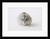 Hamster eating food by Anonymous