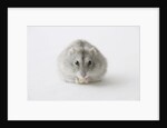 Hamster eating food by Anonymous