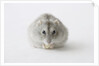 Hamster eating food by Anonymous