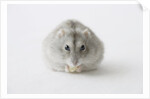 Hamster eating food by Anonymous
