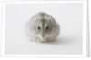 Hamster eating food by Anonymous