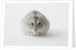 Hamster eating food by Anonymous