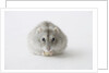 Hamster eating food by Anonymous