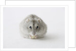 Hamster eating food by Anonymous