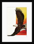 Illustration of Flying Bald Eagle Holding Salmon in Claws by Stark Davis