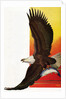 Illustration of Flying Bald Eagle Holding Salmon in Claws by Stark Davis