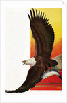 Illustration of Flying Bald Eagle Holding Salmon in Claws by Stark Davis