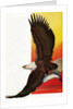 Illustration of Flying Bald Eagle Holding Salmon in Claws by Stark Davis