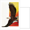 Illustration of Flying Bald Eagle Holding Salmon in Claws by Stark Davis