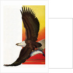 Illustration of Flying Bald Eagle Holding Salmon in Claws by Stark Davis