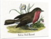 Robin Red-Breast Illustration by Anonymous