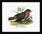 Robin Red-Breast Illustration by Anonymous