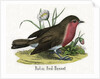 Robin Red-Breast Illustration by Anonymous