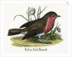 Robin Red-Breast Illustration by Anonymous