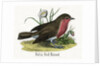 Robin Red-Breast Illustration by Anonymous