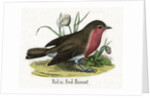 Robin Red-Breast Illustration by Anonymous