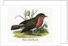Robin Red-Breast Illustration by Anonymous