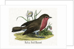 Robin Red-Breast Illustration by Anonymous