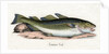 Common Cod Illustration by Anonymous