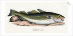 Common Cod Illustration by Anonymous