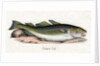 Common Cod Illustration by Anonymous
