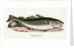 Common Cod Illustration by Anonymous
