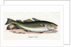 Common Cod Illustration by Anonymous