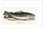 Common Cod Illustration by Anonymous