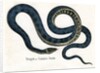 Ringed or Common Snake Illustration by Anonymous