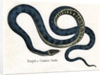 Ringed or Common Snake Illustration by Anonymous