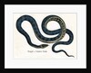 Ringed or Common Snake Illustration by Anonymous