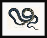 Ringed or Common Snake Illustration by Anonymous