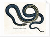 Ringed or Common Snake Illustration by Anonymous