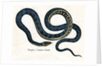 Ringed or Common Snake Illustration by Anonymous