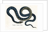 Ringed or Common Snake Illustration by Anonymous