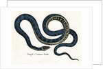Ringed or Common Snake Illustration by Anonymous