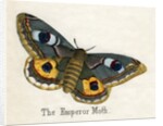The Emperor Moth Illustration by Anonymous