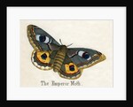 The Emperor Moth Illustration by Anonymous
